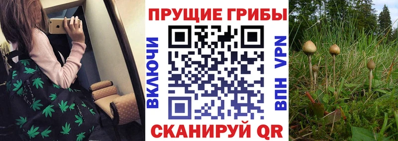 где купить   Фёдоровский  Галлюциногенные грибы прущие грибы 